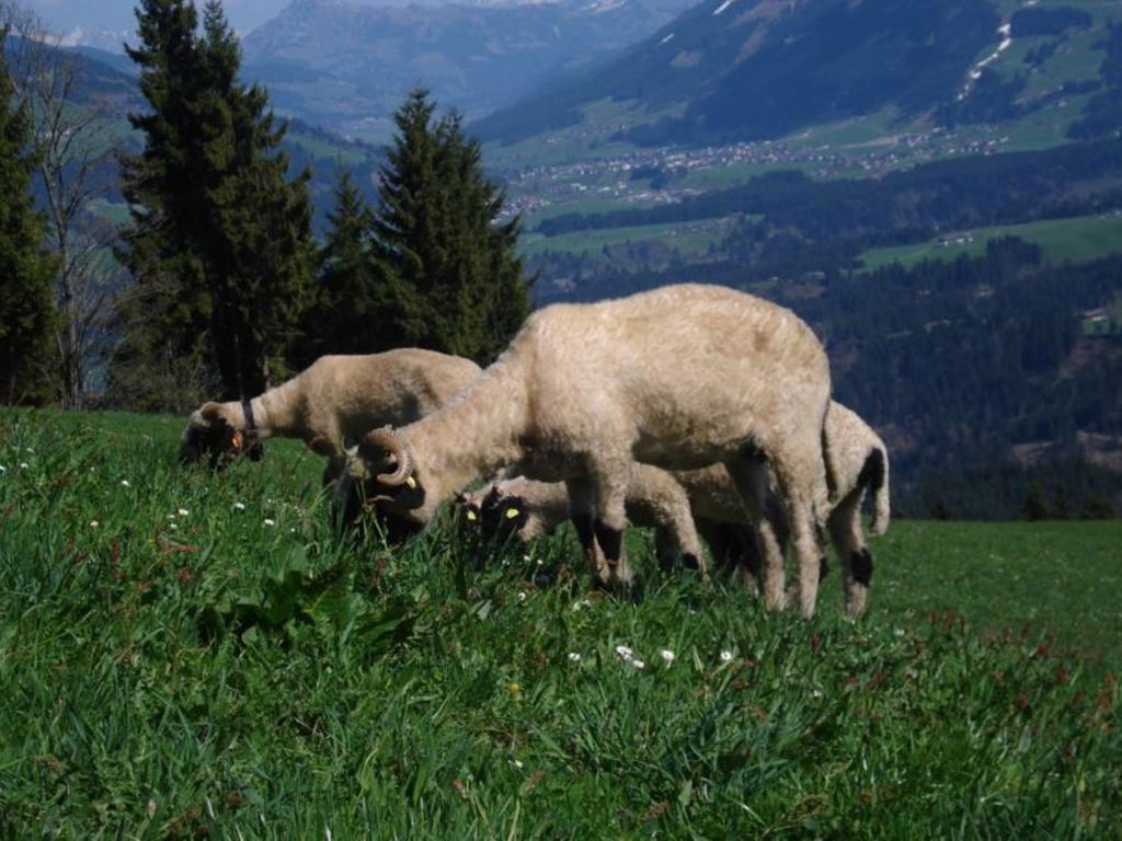 Villa Biobauernhof Fleckl Hopfgarten im Brixental Esterno foto